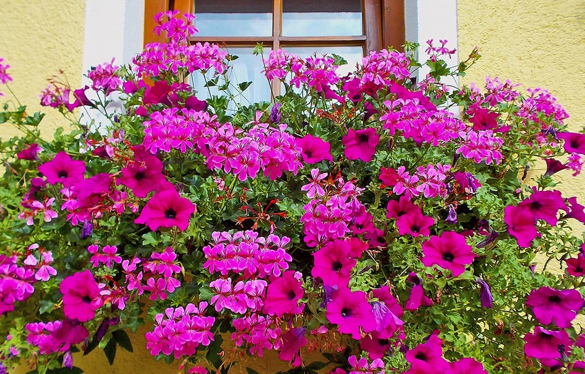 Sommerlicher Blumenschmuck am Eisbacherhof
