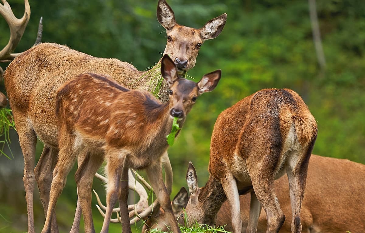 Wildgehege beim Eisbacherhof