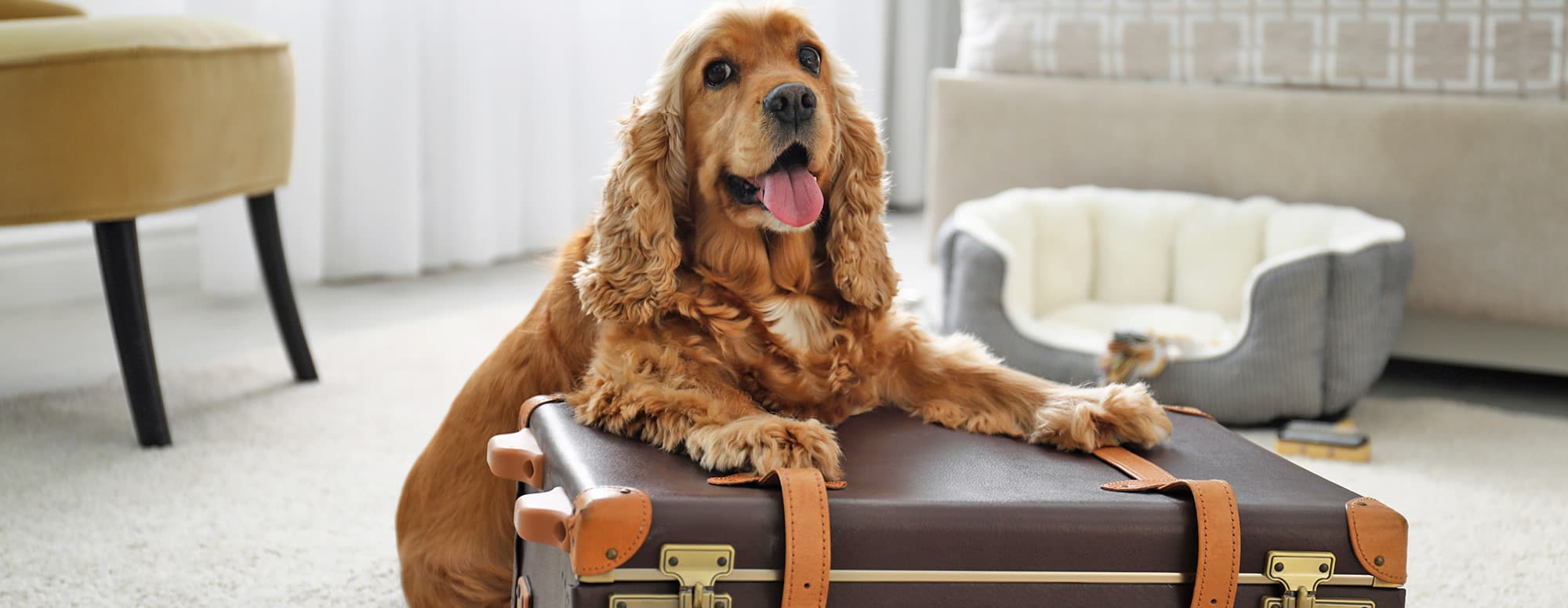 Holidays with your dog in the dog-friendly Hotel Hubertus in Schladming