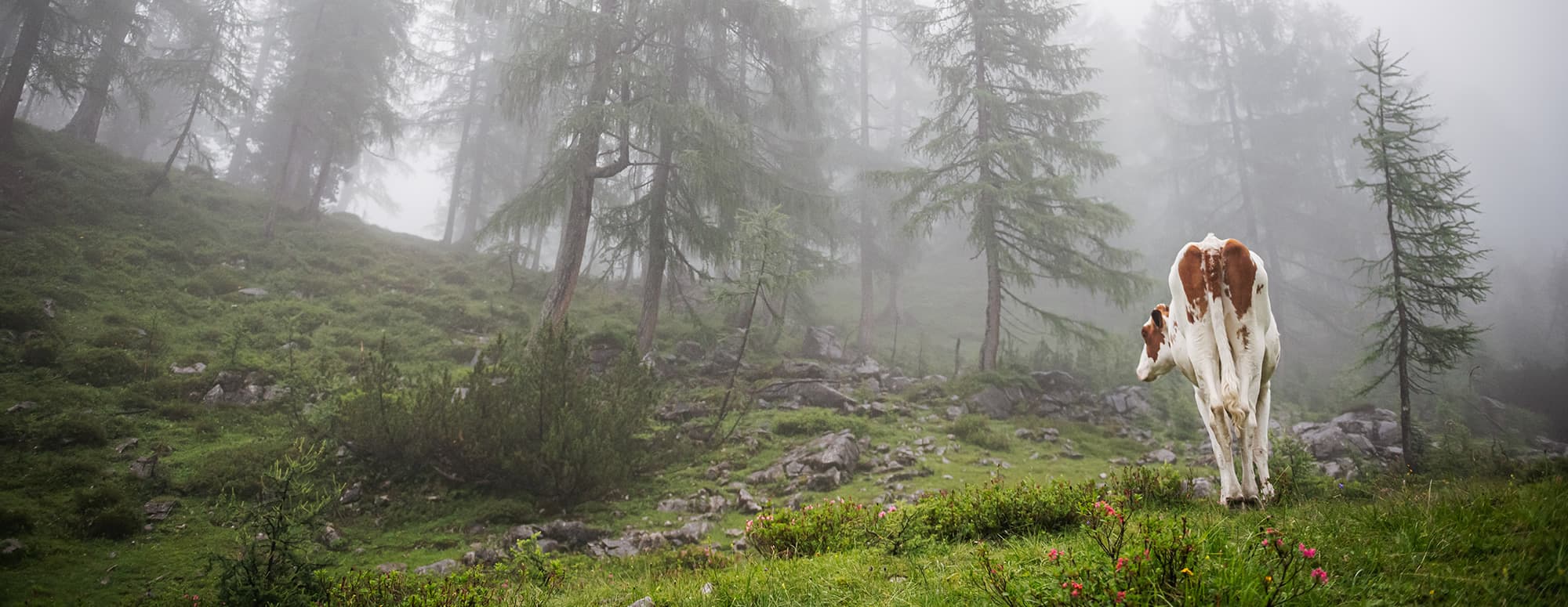 Wandern bei Schlechtwetter in der nebenverhangenen Almregion Schladming-Dachstein © Photo Austria | Christoph Huber